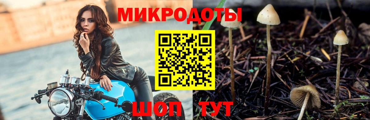 Псилоцибиновые грибы Psilocybe Павлово